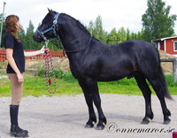 Matilda & Darwin III på VRF, 2012
